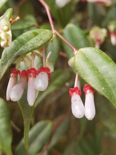Cavendishia melastomoides, photographed by Eduardo Chacón Madrigal