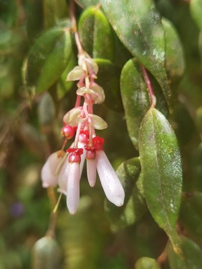 Cavendishia melastomoides, photographed by Eduardo Chacón Madrigal