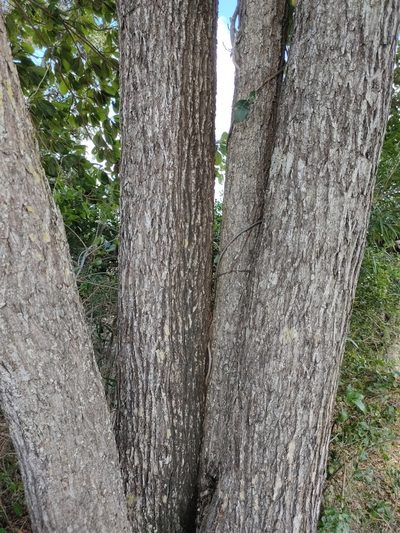Terminalia porphyrocarpa, photographed by Tony van Kampen