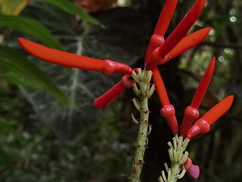 Erythrina gibbosa, photographed by Eduardo Chacón Madrigal