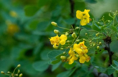 Haematoxylum brasiletto, photographed by Forest Botial-Jarvis