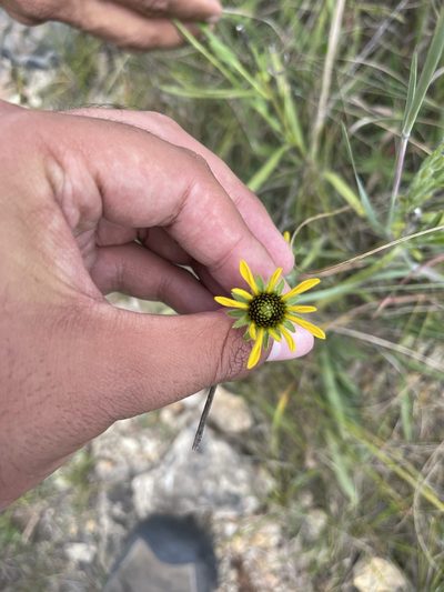 Rudbeckia missouriensis, photographed by Brandon Corder