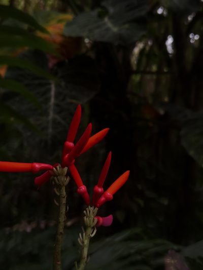Erythrina gibbosa, photographed by Eduardo Chacón Madrigal