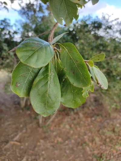Terminalia porphyrocarpa, photographed by Tony van Kampen