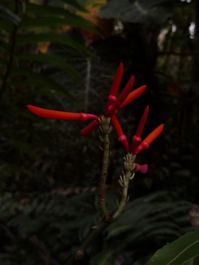Erythrina gibbosa, photographed by Eduardo Chacón Madrigal