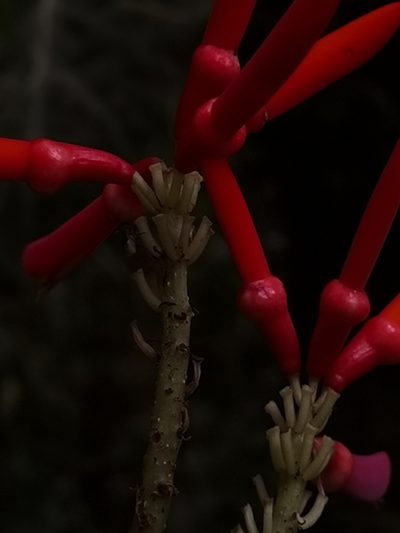 Erythrina gibbosa, photographed by Eduardo Chacón Madrigal