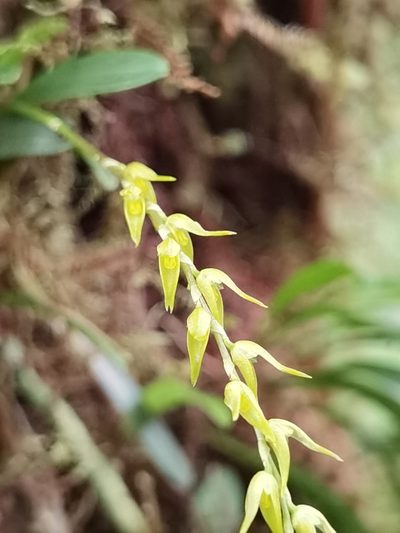 Specklinia costaricensis, photographed by Eduardo Chacón Madrigal