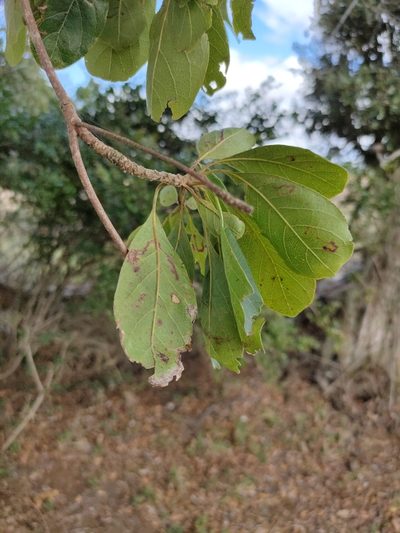 Terminalia porphyrocarpa, photographed by Tony van Kampen