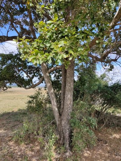 Terminalia porphyrocarpa, photographed by Tony van Kampen