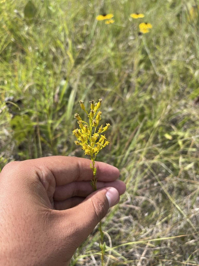 Solidago gattingeri, photographed by Brandon Corder