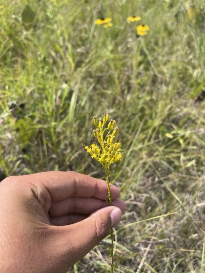 Solidago gattingeri, photographed by Brandon Corder