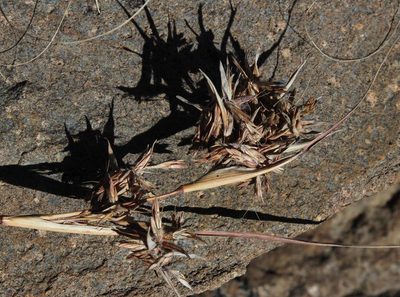 Cymbopogon pospischilii, photographed by Tony Rebelo