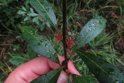 Clutia affinis, photographed by Brian du Preez