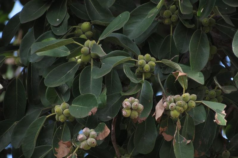 Ficus stuhlmannii, photographed by Brian du Preez