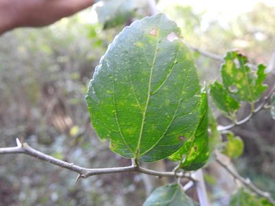 Celtis chichape, photographed by Leonel Roget