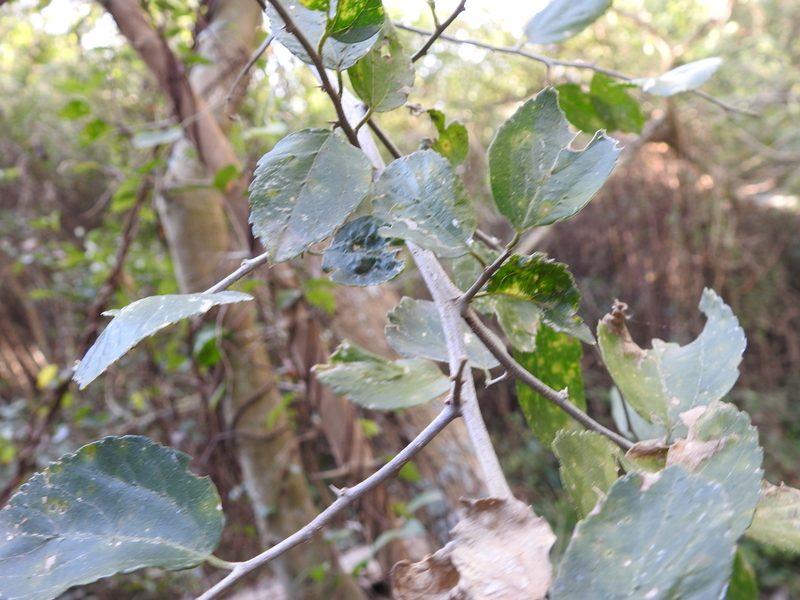 Celtis chichape, photographed by Leonel Roget