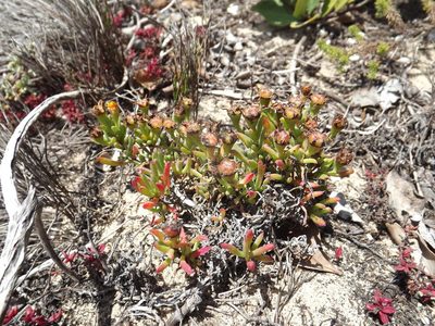 Lampranthus fergusoniae, photographed by James Deacon