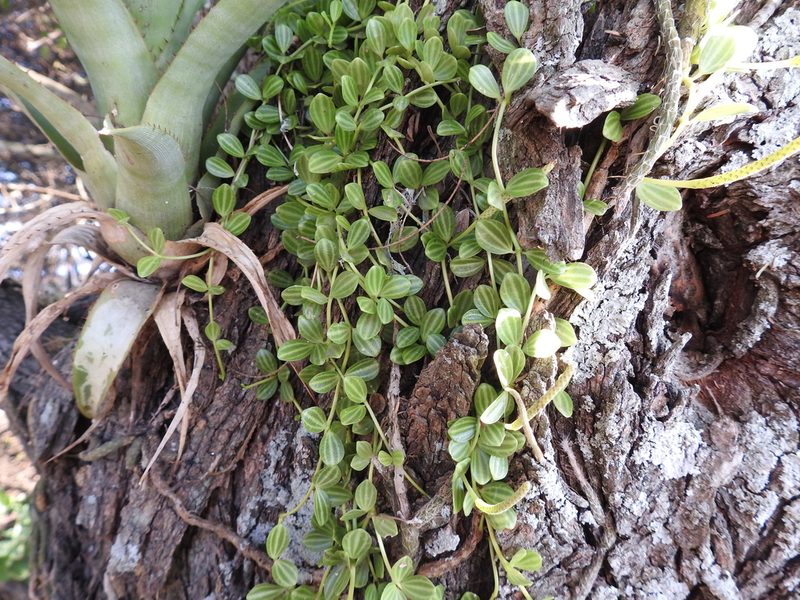 Peperomia aceroana, photographed by Leonel Roget