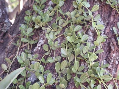 Peperomia aceroana, photographed by Leonel Roget
