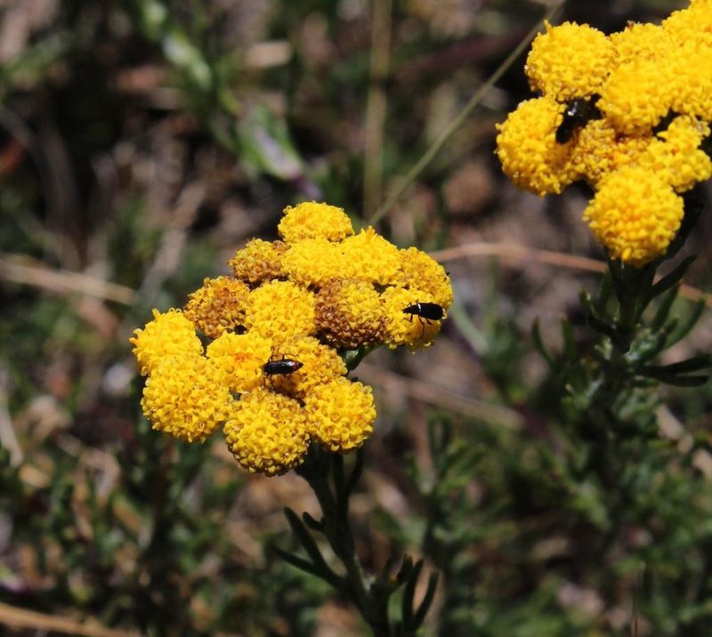 Inulanthera dregeana, photographed by Tony Rebelo