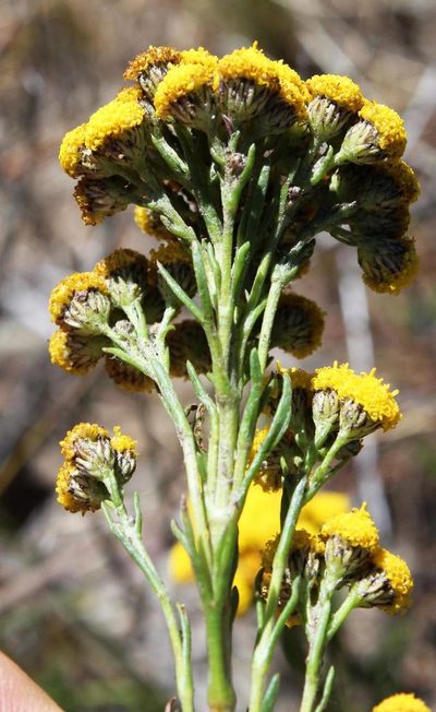 Inulanthera dregeana, photographed by Tony Rebelo