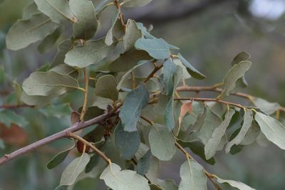 Quercus engelmannii, photographed by Madeleine Claire