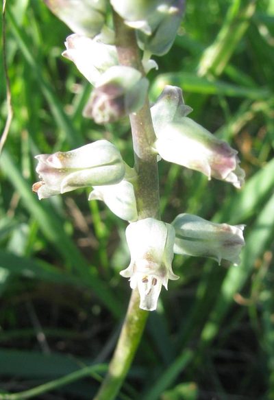 Lachenalia obscura, photographed by douglaseustonbrown