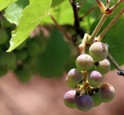 Vitis acerifolia, photographed by Catherine C. Galley