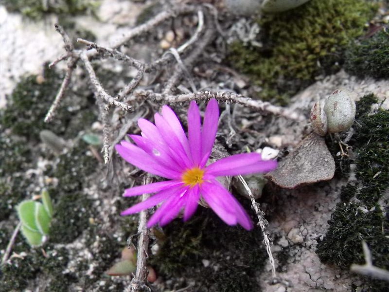 Conophytum luckhoffii, photographed by James Deacon