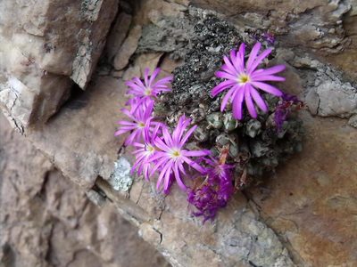 Conophytum luckhoffii, photographed by James Deacon