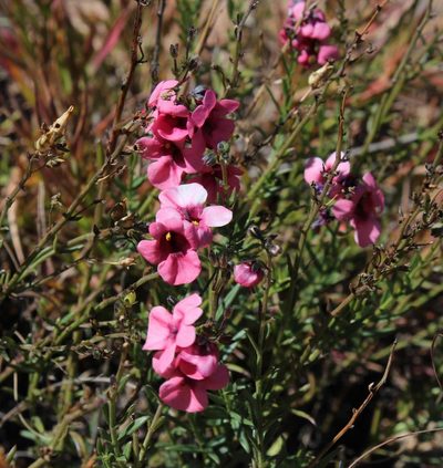 Diascia integerrima, photographed by Tony Rebelo