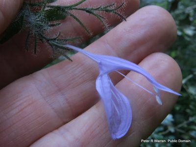Isoglossa cooperi, photographed by Peter Warren