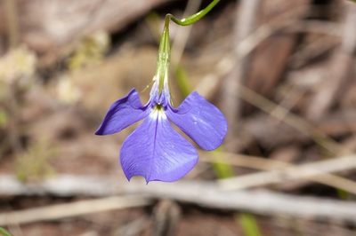 Lobelia tenuior, photographed by dhfischer