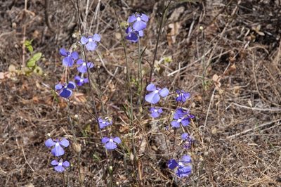 Lobelia tenuior, photographed by dhfischer