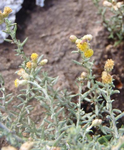 Helichrysum dregeanum, photographed by Nicola van Berkel