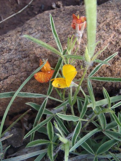 Argyrolobium pauciflorum, photographed by Nicola van Berkel