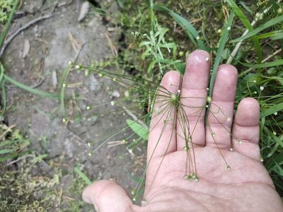 Androsace filiformis, photographed by Евгений Егорейченков