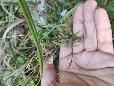 Epilobium palustre, photographed by Евгений Егорейченков