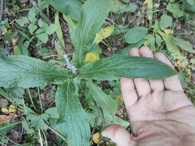 Digitalis grandiflora, photographed by Евгений Егорейченков