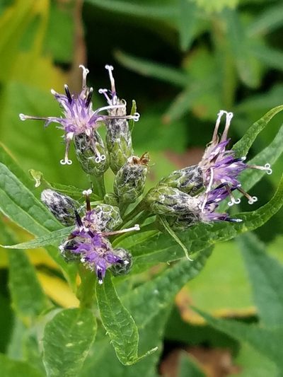 Saussurea americana, photographed by Kate Crowell Walker
