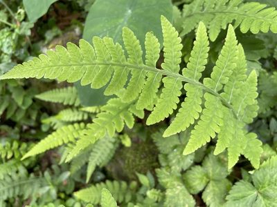 Deparia petersenii, photographed by chen ying-hsiao