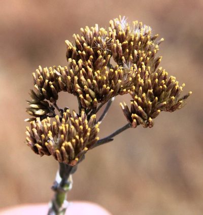 Helichrysum callicomum, photographed by Tony Rebelo