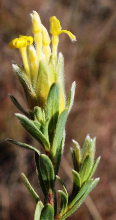 Lasiosiphon burchellii, photographed by Tony Rebelo