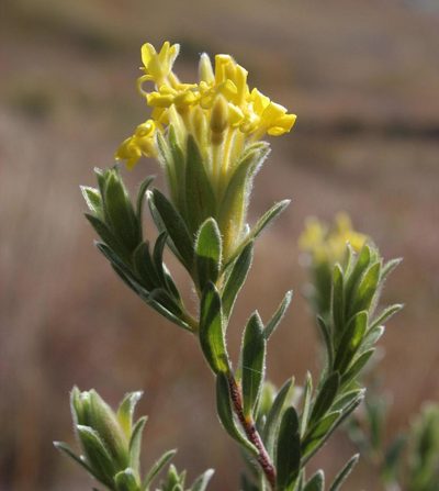 Lasiosiphon burchellii, photographed by Tony Rebelo