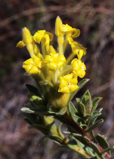 Lasiosiphon burchellii, photographed by Tony Rebelo