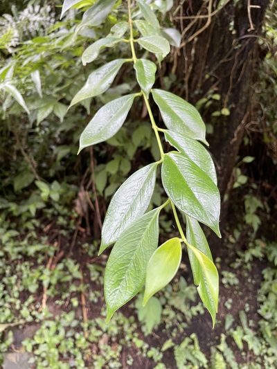 Aeschynanthus acuminatus, photographed by chen ying-hsiao
