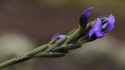 Psoralea restioides, photographed by Tony Rebelo