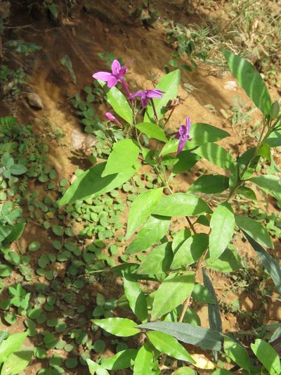 Pseuderanthemum laxiflorum, photographed by jmmaes
