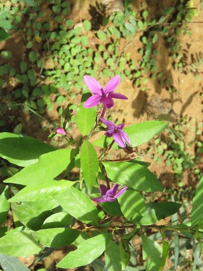 Pseuderanthemum laxiflorum, photographed by jmmaes