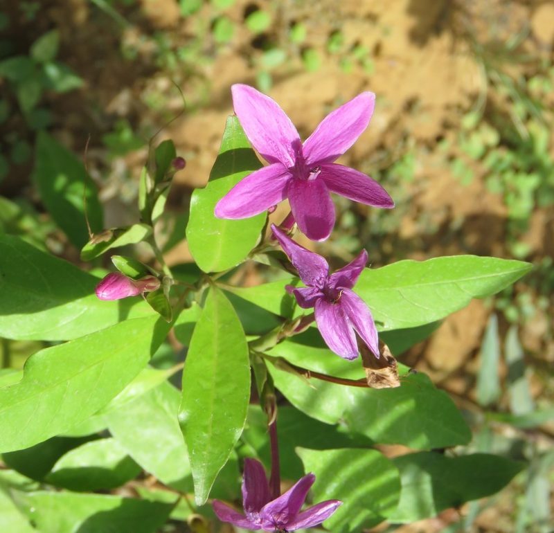 Pseuderanthemum laxiflorum, photographed by jmmaes